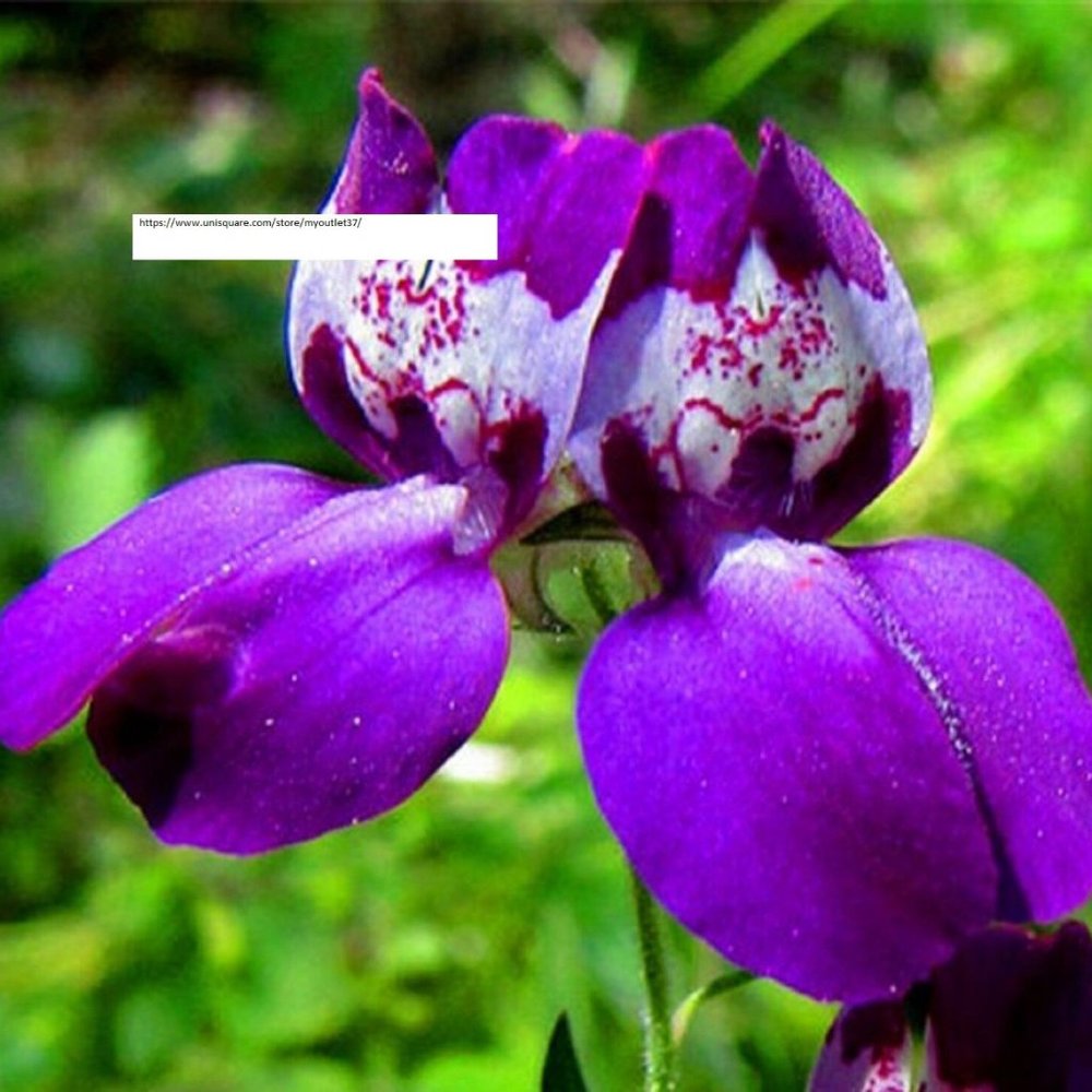 Beautiful Chinese Houses Seeds - Flower Seeds - BOGO